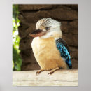Suche nach kookaburra poster Australisch