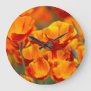 Recherche de coquelicots horloges Coquelicot californien