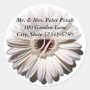Recherche de gerbera autocollants Blanc