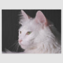 Recherche de angora Blanc