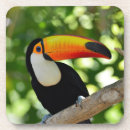 Recherche de toucans dessous de verres Animal