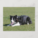 Suche nach border collie postkarten Foto