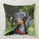 Suche nach haarig kissen Dackel glatt haarige miniatur