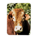 Recherche de taureaux magnets Bétail