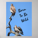 Suche nach rotwild poster Natur