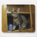 Recherche de chatons gris tapis souris Chaton mignon