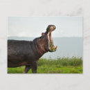 Suche nach hippopotamuses postkarten Tierwelt