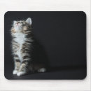 Recherche de grands chats tapis souris Chaton