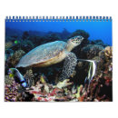 Suche nach schildkröten kalender Hai