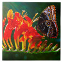 Recherche de morpho carreaux Nature