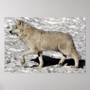 Suche nach arctic poster Arktisch