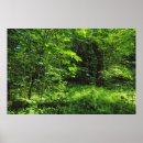 Suche nach waldlandschaft poster Pflanze