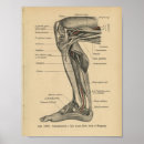 Suche nach knies poster Anatomie