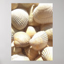 Recherche de mer photographie Coquillage