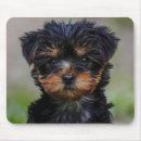Recherche de chiot yorkie tapis souris Yorkshire