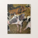 Suche nach schwein puzzle Bauernhof