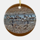 Suche nach kanada gänse Weihnachten
