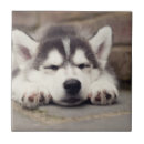 Suche nach schlafen fliesen Hund