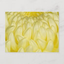 Suche nach chrysantheme postkarten Gelb