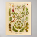 Recherche de vie verte posters Océan