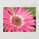 Recherche de gerber rose cartes postales Fleur