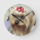 Recherche de yorkshire horloges Yorkie