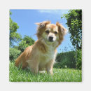 Suche nach sitzender hund magnete Welpe