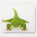 Recherche de gecko tapis souris Reptiles