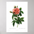Suche nach rosa gallica poster Vintag
