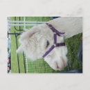 Recherche de alpaga blanc cartes postales Ferme