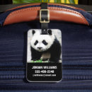 Recherche de panda de accessoires Oursons