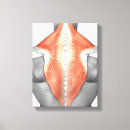 Suche nach menschlicher körper poster leinwandbilder Biomedizinische illustrationen