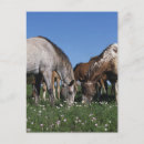 Suche nach appaloosa poster Reiter
