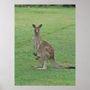 Suche nach roo poster Tiere