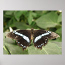 Recherche de papillon noir et blanc posters Animaux