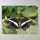 Recherche de papillon blanc posters Faune