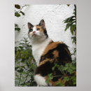 Suche nach schildpatt poster Katze