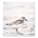 Suche nach vögel kunst Aquarell