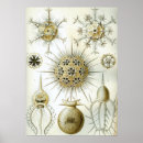 Suche nach squid poster Ocean