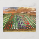 Suche nach tulpenfeld postkarten Skagital