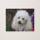 Recherche de poodle puzzles Chien