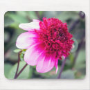 Suche nach zwei mousepads Rosa