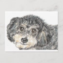 Suche nach pudel postkarten Poodle
