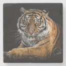 Suche nach die schwarze katze untersetzer Tiger