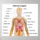 Suche nach human body poster Internal organs
