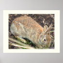 Suche nach rabbit poster Tiere