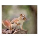 Recherche de écureuil rouge posters Animal
