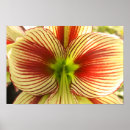 Suche nach amaryllis poster Weiß