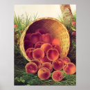 Recherche de fruit vintage posters Pêche