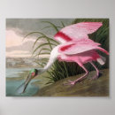 Recherche de oiseau vintage posters Rose